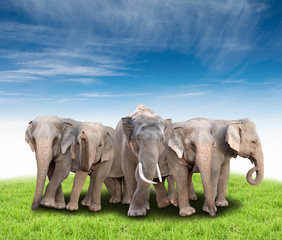 group of asia elephant