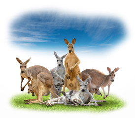group of kangaroo © anankkml