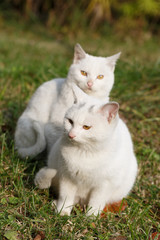 Naklejka na ściany i meble Two white cats