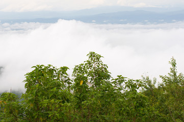 Beautiful foggy in Mon Cham (Mon Jam) mountain, Mae Rim, famous