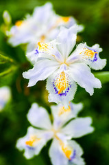 Fringed iris flower