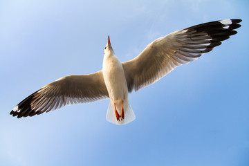 Seagull are fly in the sky.