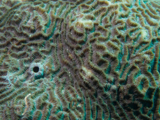 Full Frame Shot Of Coral Patterns