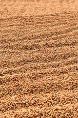 Coffee beans dried in the sun, Coffee beans raked out for drying prior to roasting