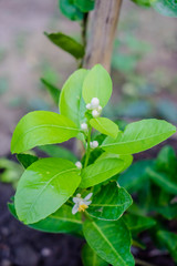 Lime flower