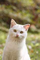 The white cat