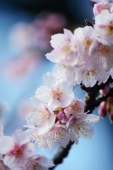 Obraz premium カンザクラのアップ