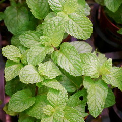The close up of fresh spearmint in plant market.