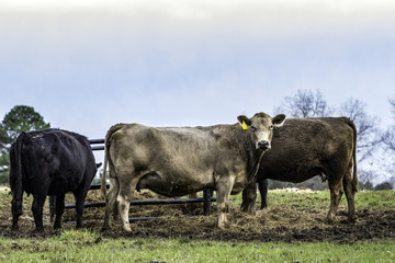Fototapeta premium Commercial cows in front of a hay feeder