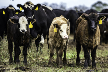 Three commercial Angus crossbred calves in front of adult cows © jackienix