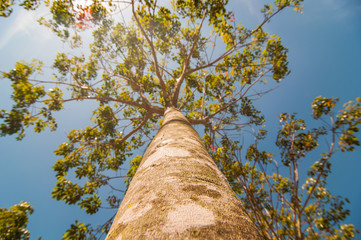 Under rubber Plantation