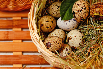 Fresh quail eggs in basket. Delicacy.