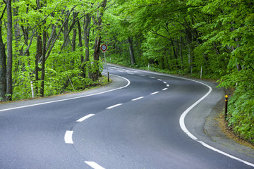 Road in a green forest