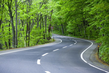 Road in a green forest