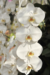 Fototapeta na wymiar white Orchid