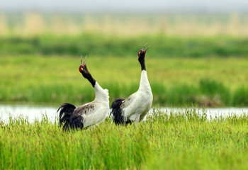 Two red-crowned crane (Grus japonensis)