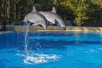 Naklejka premium Two Dolphins Jumping in Formation