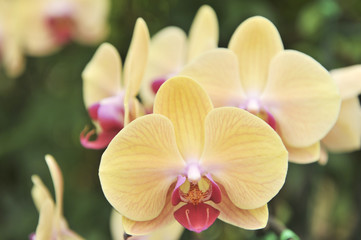 Fototapeta na wymiar orange Orchid