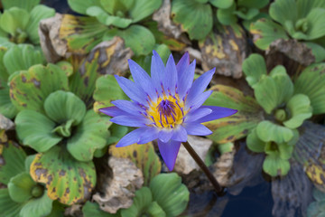 Purple lotus flower are in full bloom beautifully.