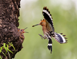 Feeding hoopoe bird (upupa epops) © ping han