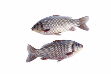 Crucian carp