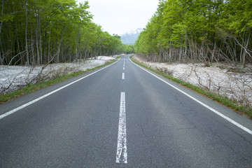 Road in a green forest