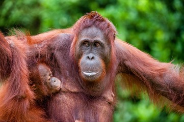  The female of the orangutan feeds a cub.  A female of the orangutan with a cub in a native habitat. pongo pygmaeus wurmmbii.