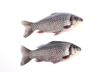Crucian carp