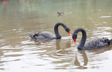 Black swan