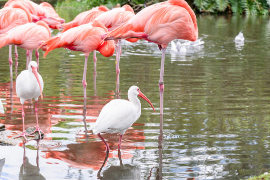 The pink Flamingo bird and the White Ibis on the lake in the par