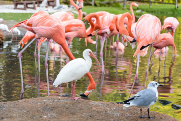 The pink Flamingo bird and the White Ibis on the lake in the par