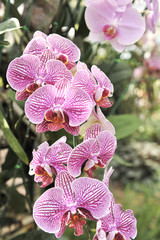 violet Orchid
