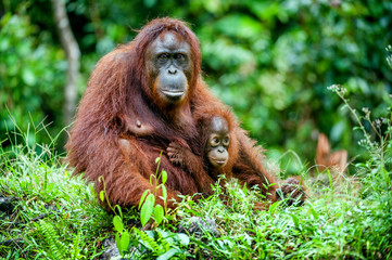 A female of the orangutan with a cub in a native habitat. Bornean orangutan (Pongo o pygmaeus wurmmbii) in the wild nature. - obrazy, fototapety, plakaty