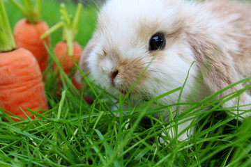 Fototapeta premium bunny