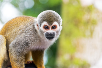 Squirrel Monkey Closeup