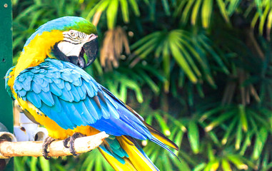 Obraz premium The colorful Macaw bird on the branch