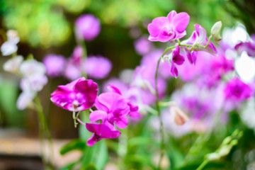 Blurred background : Orchid flowers in soft blur bokeh for a background.