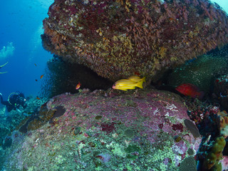 blue-stripe snappers and coral grouper