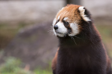 レッサーパンダ