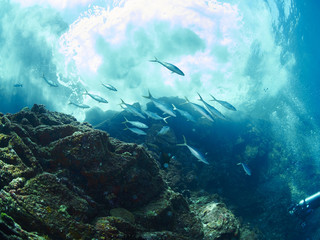 small-toothed jobfish