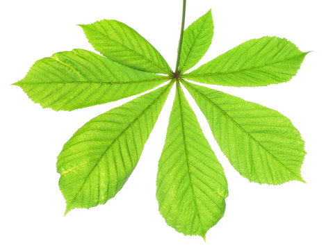 green leaf of chestnut tree isolated
