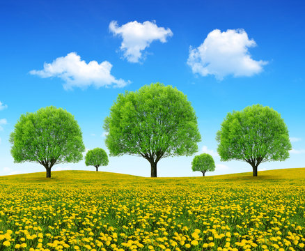 Trees on meadow with dandelions. Spring landscape.