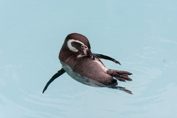 ペンギン