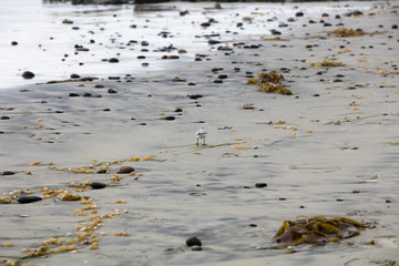Western Sandpiper