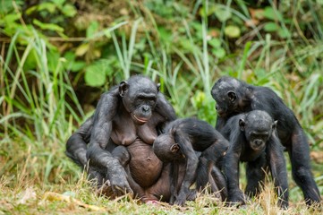 Portrait of family of a Chimpanzee bonobo ( Pan paniscus).