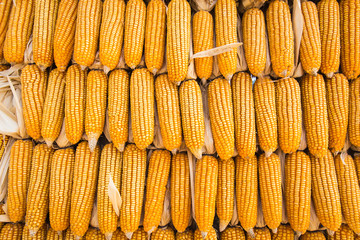 corn background