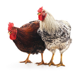 Red and gray cocks.