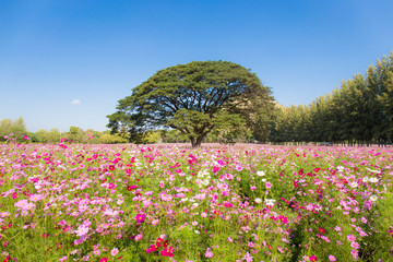 Pretty cosmos flowers and big tree in the garden with sky background