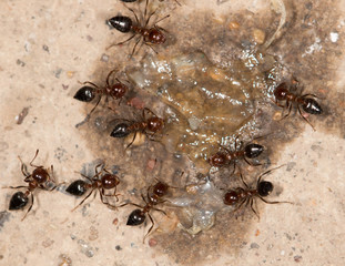ants eat
