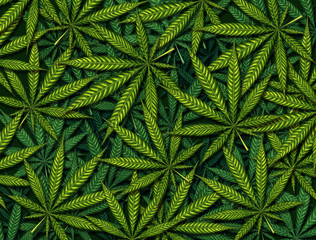 Marijuana leaves Background